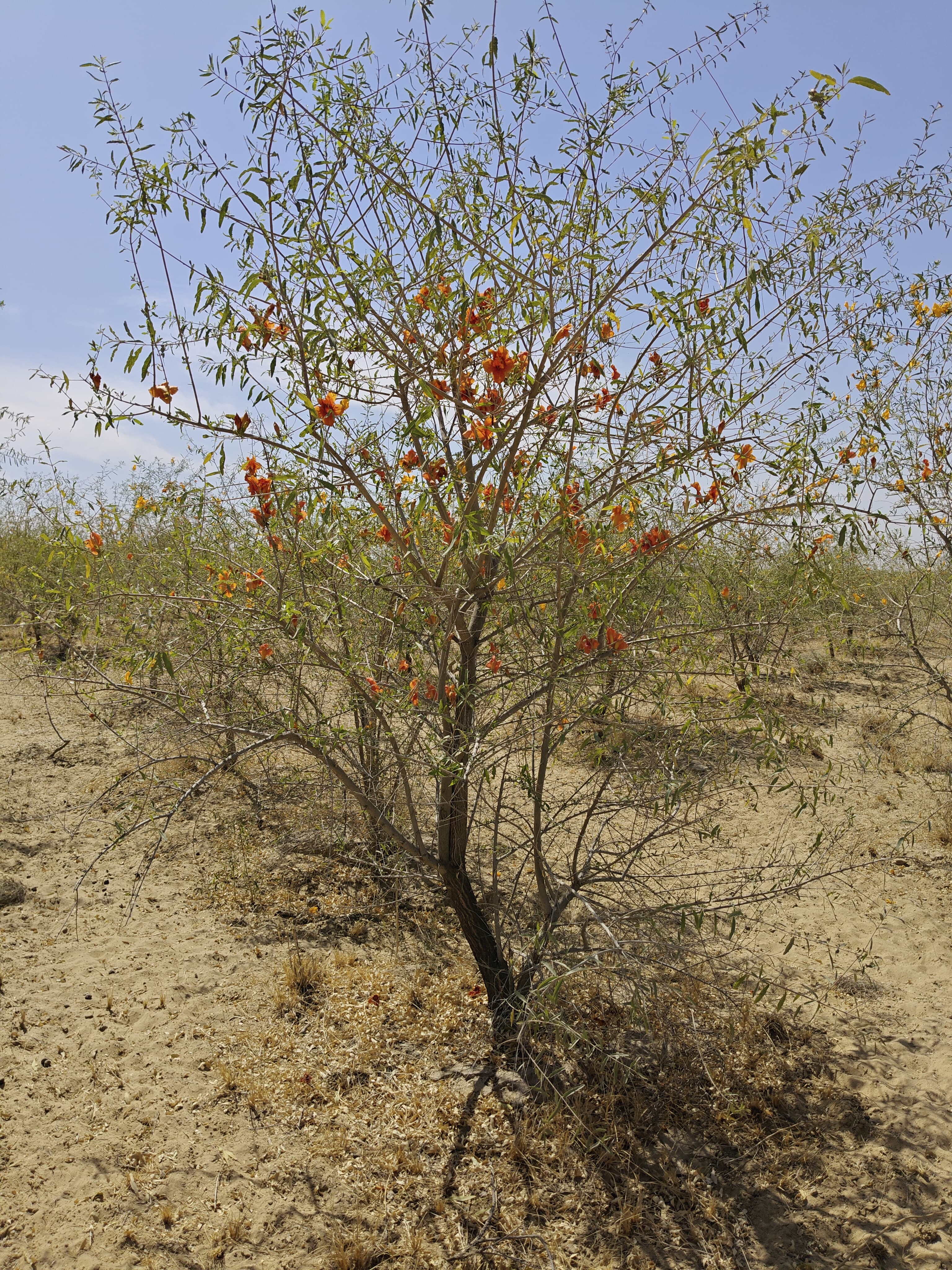 Compensatory Afforestation